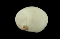 藏品(南洋扁玉螺)的圖片